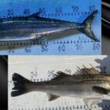 2025年5月5日海賊船釣果