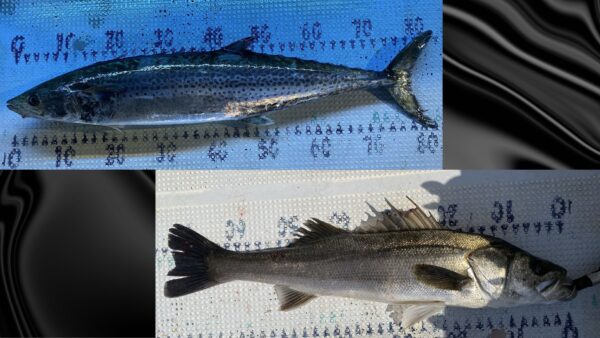 2025年5月5日海賊船釣果