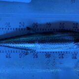 2025年5月16日海賊船釣果