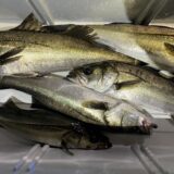 2025年5月22日海賊船釣果