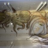 2025年7月1日海賊船釣果