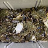 2025年7月7日海賊船釣果