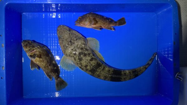 2025年8月13日海賊船釣果