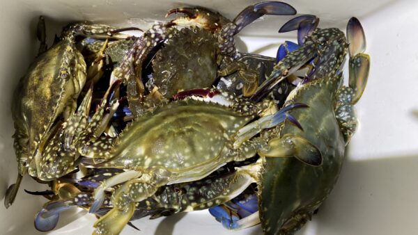 2025年8月24日海賊船釣果