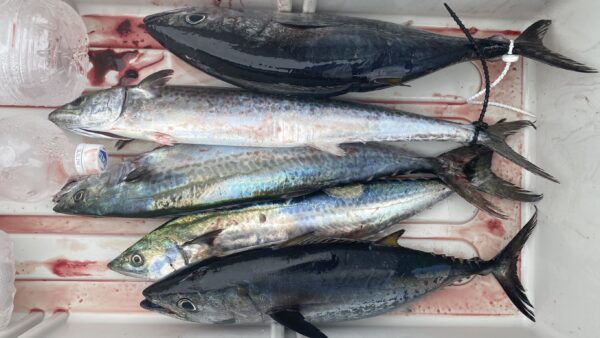 2025年10月12日海賊船釣果