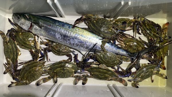 2025年10月13日海賊船釣果