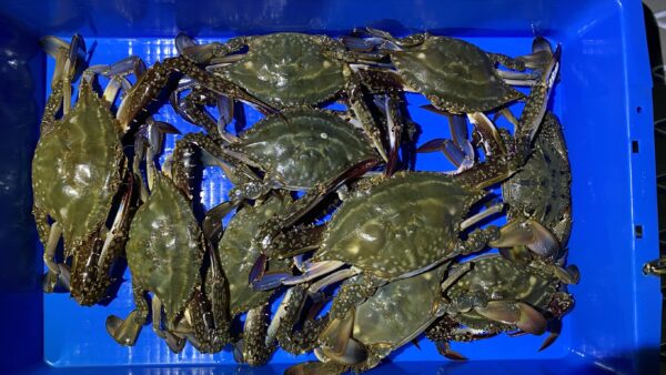 2025年10月26日海賊船釣果