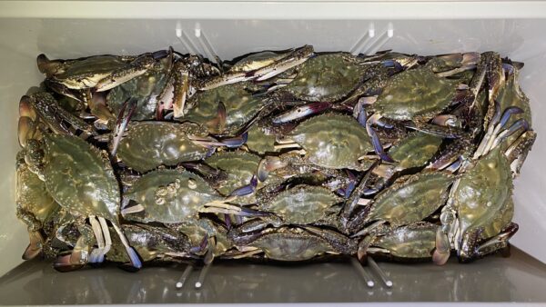 2025年10月28日海賊船釣果