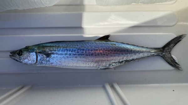 2025年11月1日海賊船釣果