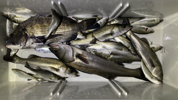 2025年11月2日海賊船釣果