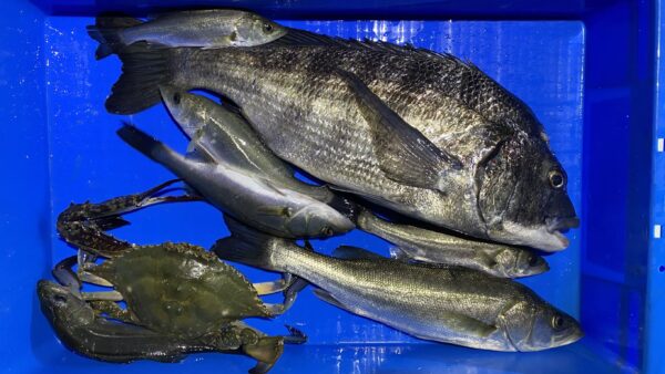 2025年11月5日海賊船釣果