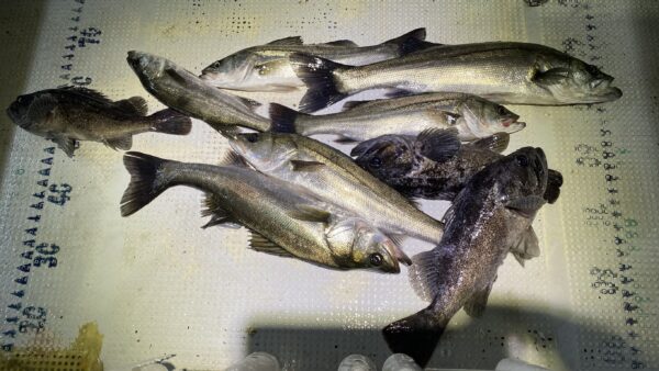 2025年11月8日海賊船釣果