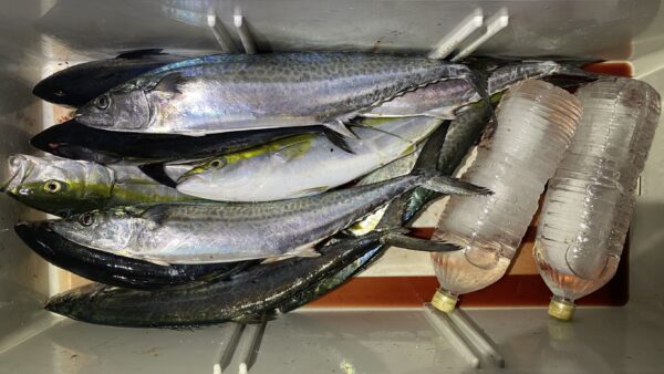 2025年11月17日海賊船釣果