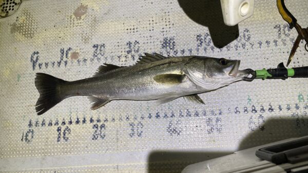 2025年11月20日海賊船釣果