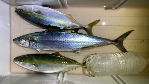 2025年11月23日海賊船釣果午後便