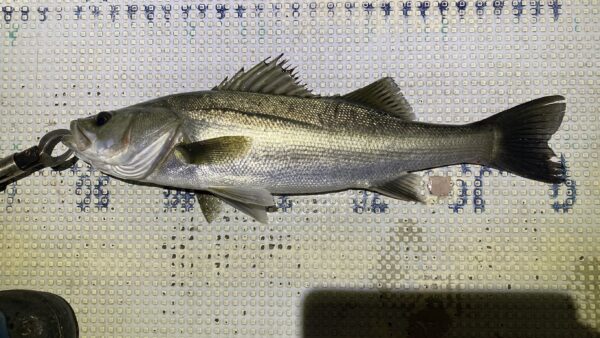 2025年11月23日海賊船釣果ナイト便