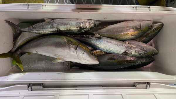 2025年11月24日海賊船釣果