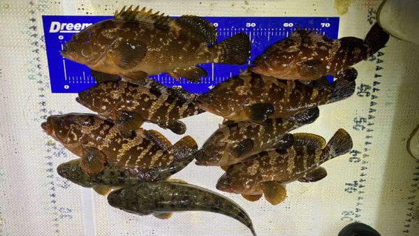 2025年11月29日海賊船釣果