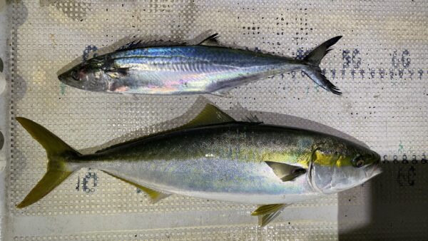 2025年12月1日海賊船釣果