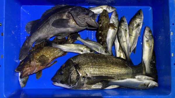 2025年12月5日海賊船釣果