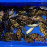 2025年12月11日海賊船釣果