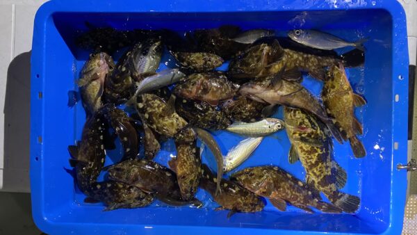 2025年12月11日海賊船釣果