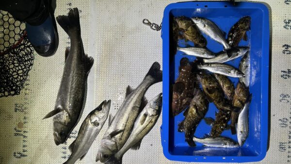 2025年12月13日海賊船釣果