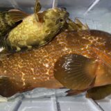 2025年12月16日海賊船釣果