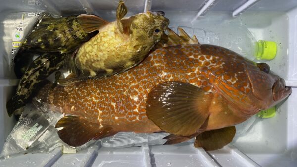 2025年12月16日海賊船釣果