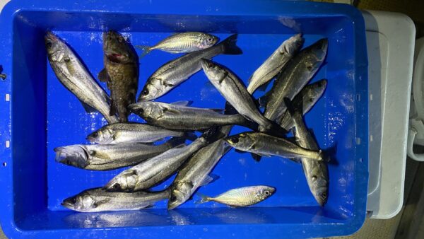 2025年12月19日海賊船釣果