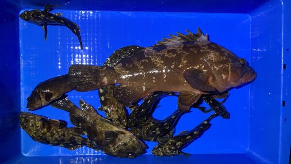 2025年12月20日海賊船釣果