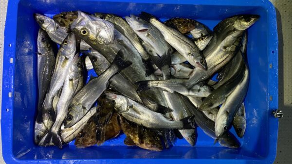 2025年12月21日海賊船釣果