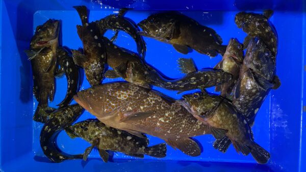 2025年12月28日海賊船釣果