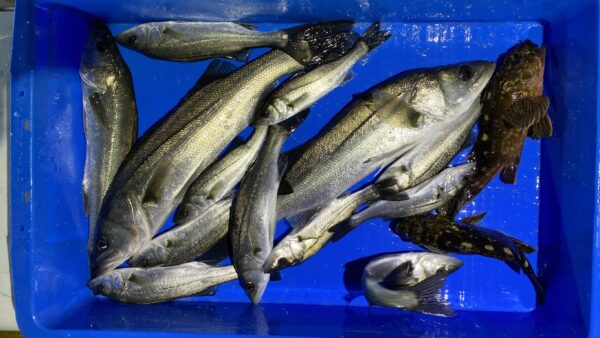 2025年12月29日海賊船釣果