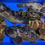 2025年12月30日海賊船釣果