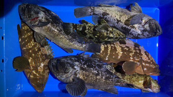 2025年12月30日海賊船釣果