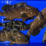 2026年1月7日海賊船釣果