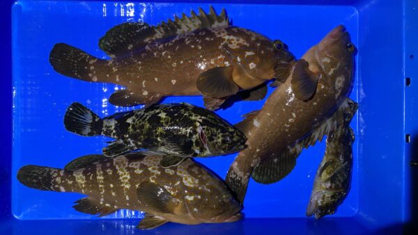 2026年1月7日海賊船釣果