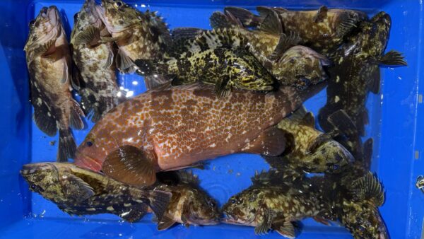 2026年1月9日海賊船釣果