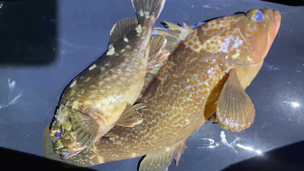 2026年1月13日海賊船釣果