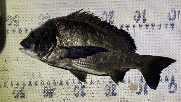 2026年1月15日海賊船釣果