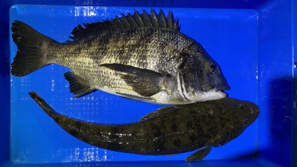 2026年1月17日海賊船釣果