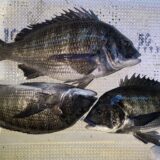 2026年1月27日海賊船釣果