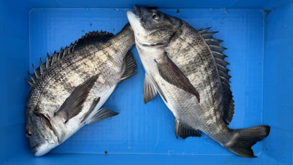 2026年2月5日海賊船釣果