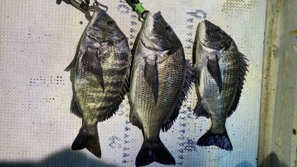 2026年2月7日海賊船釣果