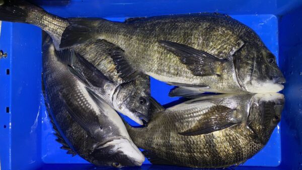 2026年2月12日海賊船釣果