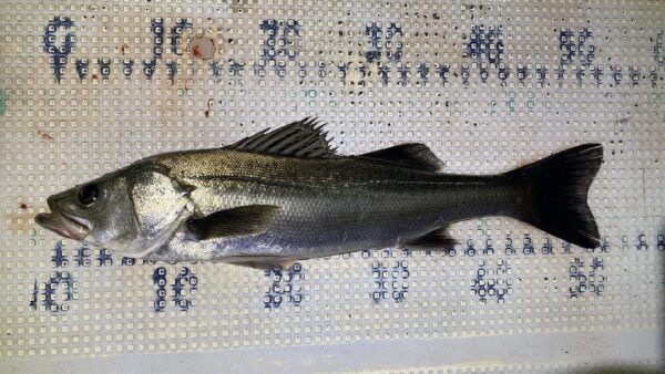 2026年2月15日海賊船釣果