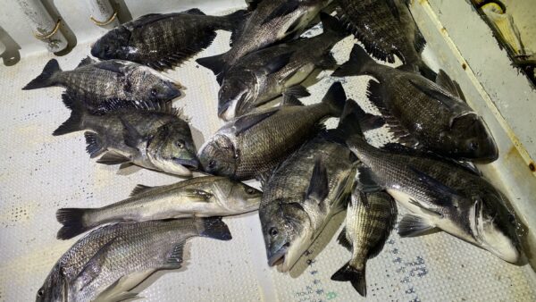 2026年2月17日海賊船釣果