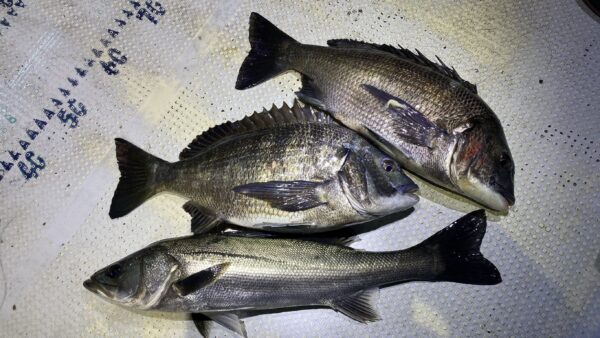 2026年2月21日海賊船釣果