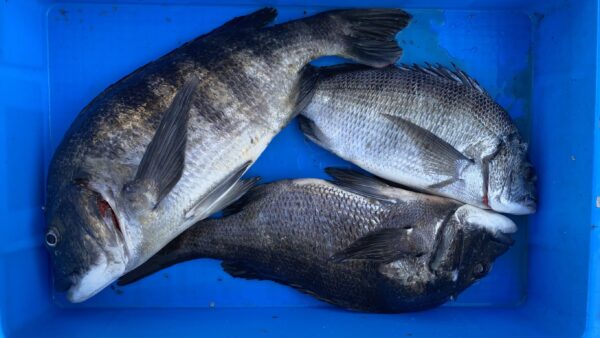 2026年2月22日海賊船釣果